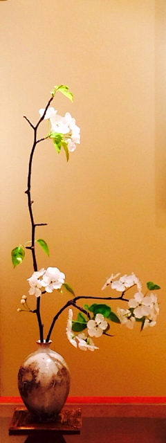 四叶草wqwq采集到❀般若❀