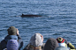 Year round whale watching tours from Reykjavik Iceland