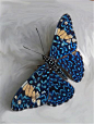 【生态微距】漂亮的小蝴蝶摄影图片欣赏 <wbr>03