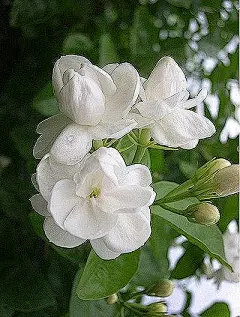  植物花卉 植物 印度尼西亚国花--毛茉莉
