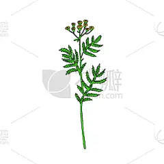 绘画插图,矢量,艾菊,墨水,分离着色,结婚请柬,乱画,草图,白色,花
