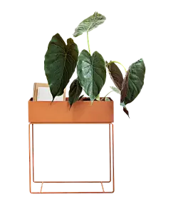 盆栽 植物 绿色叶子 透明素材 png 免扣素材 北欧植物抠图