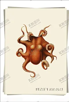 章鱼海洋生物图鉴 【酷图网】章鱼,八爪鱼,乌贼,望潮,海洋生物,海产品,画稿,画册