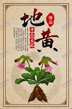 中药地黄海报 【酷图网】当归中药,四物汤,中药汤,中药大全,中医批发,中医科,中医美容,中药植物,中药当归,当归图片,当归展板,当归素材,中医医院,中医馆,中药海报,中医展板,中医模板,中药保健,大药房,中药铺,本草纲目,当归片