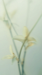 花瓣素材_春天春节梦幻蒙版植物花卉背景元素素材_193402629