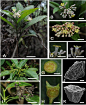 茜草科植物一新属——Foonchewia R. J. Wang宽昭木属