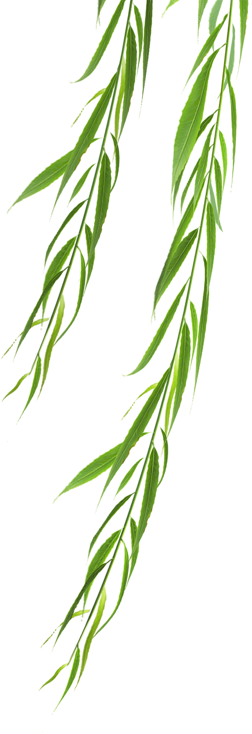 柳条，柳树，柳叶，柳枝，高清植物免抠素材