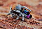 可能是Lycidas属的小跳蛛，迷人的结构色~#怪奇物种#
图片来源：Peter Robo ​​​​
