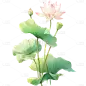 植物通用水彩荷花荷叶元素素材