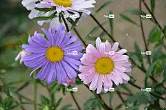 鲜花 花壁纸 粉红的颜色 紫 花卉背景 夏季花卉 美丽的花朵 自然