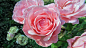 高清晰粉红rose玫瑰花壁纸封面大图