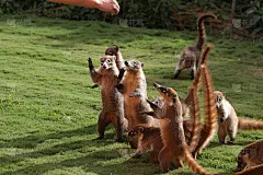 在墨西哥花园中寻找食物的獾