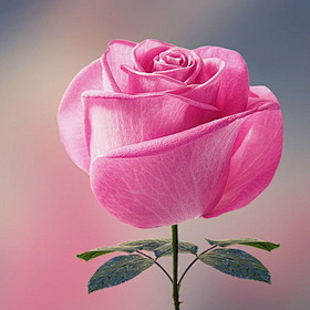 Pink Rose  by Bess H...