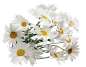 雏菊png图像，自由花图片 _png素材采下来 #率叶插件，让花瓣网更好用#