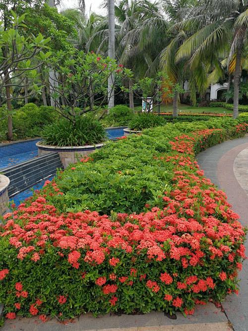 龙船花_百度图片搜索