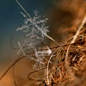 摄影师拍雪花奇妙形态：完美对称晶莹剔透