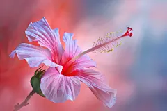 木槿花花蕊植物摄影图