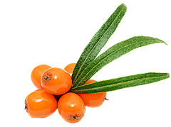 妞妞女女牛牛采集到水果蔬菜