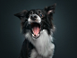 animal canine dog dogs domestic Pet puppy