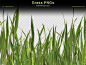 Grass Transparent PNGs by redheadstock