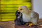 Photograph chick (21) by Vlado Ferencic on 500px