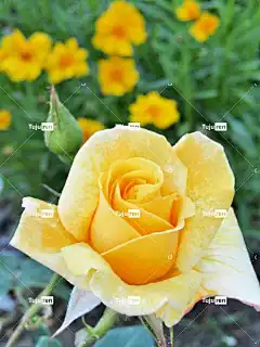 玫瑰 花 植物 黄玫瑰 花卉背景 黄花 美丽的花朵 花壁纸 花瓣