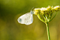 Photograph pieris brassicae by alessio baldo on 500px