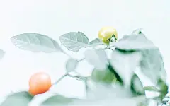 简约文艺静物图片桌面壁纸