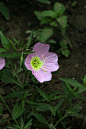 54 月见草，学名：Oenothera biennis），英文名Evening primrose
桃金娘目 柳叶菜科月见草属下的一个种。
北方为一年生植物，淮河以南为二年生植物。
