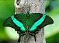 Flutterbys / Emerald Swallowtail