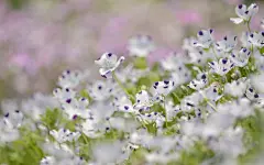 亚麻花花卉桌面壁纸