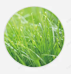 手绘卡通绿色谷雨背景 免费下载 页面网页 平面电商 创意素材