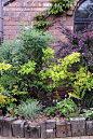 入口アプローチニニ花坛植物の画像|フローラのガーデニング·园芸作业日记