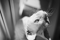 SGqEJita采集到猫猫