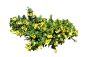 软枝黄蝉1