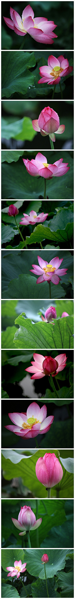 Havetogo采集到花若怜