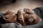 Adorable sleepy kitten via Mousebreath! A magazine for cats ~ Sweet Dreams beautiful friends ♥