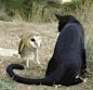 “嗨！兄弟，你到底是猫还是鸟啊？”“我是猫头鹰，没文化真可怕”#萌#