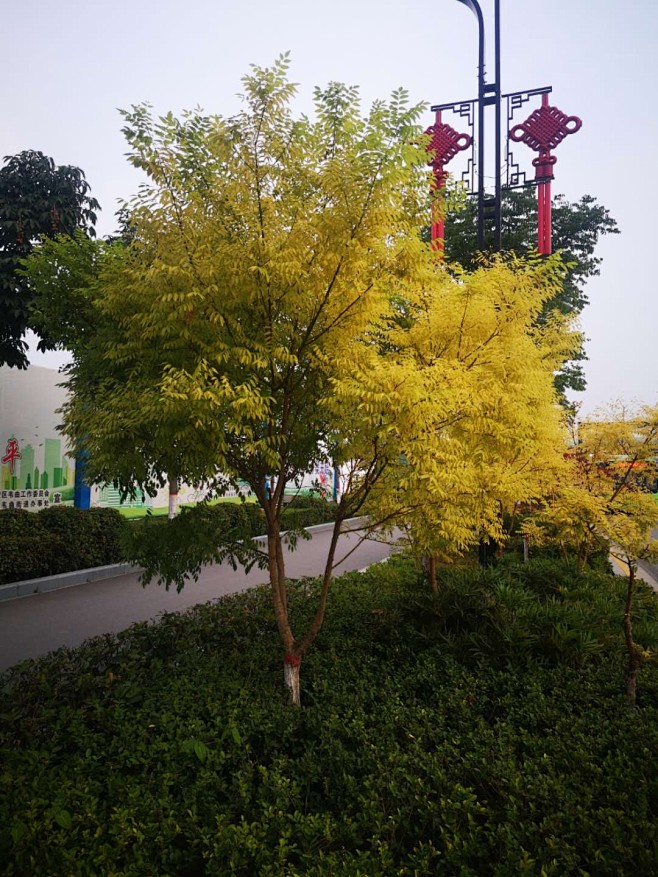 金枝槐