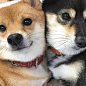 When I take a selfie with my BFF. #shibaselfiesaturdays ♥<br/>•<br/>•<br/>•<br/>:@junko0041<br/>: <br/>#theshibasociety #dogoftheday #picoftheday #shiba #shibainu #shibaken # #doggy #puppy #柴犬 #日本犬 #dogsofinstagram #dog