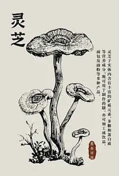 三七、灵芝、半夏、党参线稿图海报！ - 小红书