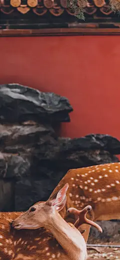 故宫壁纸