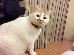 网红猫楼楼表情包 楼楼表情包大全