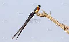 长尾天堂whydah (Vidua paradisaea)