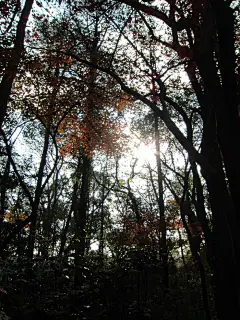 hollyhock  的插画 秋意正浓