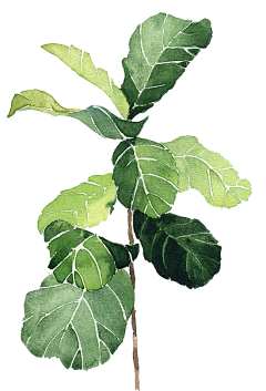Sha-linlin采集到水彩