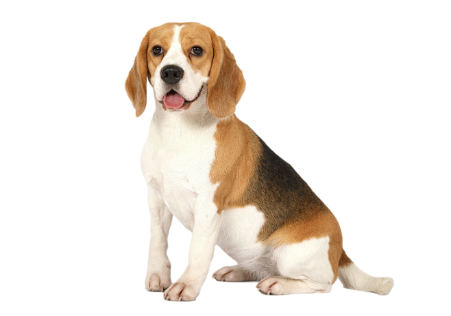 狗