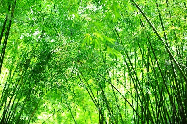 竹树素材-花瓣网