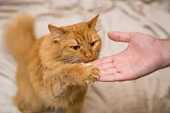 点击来源直接获取大图文件 |红色的猫正在从人的手中吃东西。猫用两只爪子站起来从人的手中吃美味的食物。宠物的训练和鼓励