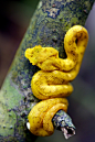 Venomous Eyelid Viper, Costa Rica
